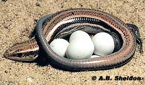 This female five-lined skink will guard her eggs until they hatch. This female five-lined skink will guard her eggs until they hatch.