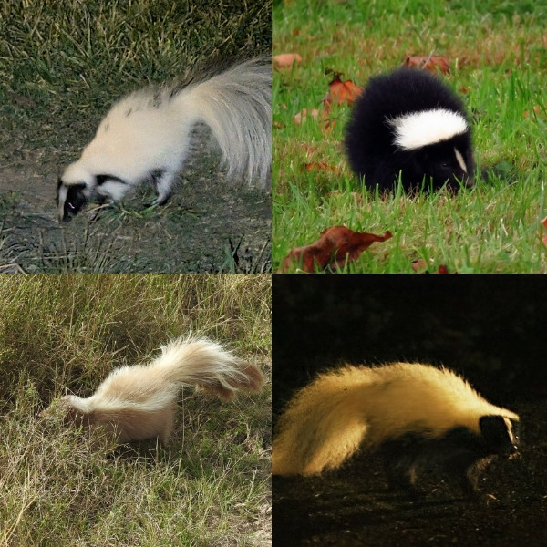 skunk color variations photos of four skunks showing fur variations from almost all black to almost all white