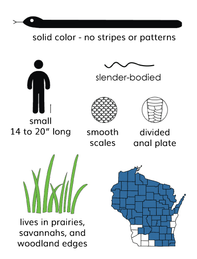smooth greensnake infographic graphic shows that smooth greensnakes are solid color snakes that are small, measuring 14 to 20 inches with slender bodies. They have smooth, unkeeled scales and divided anal plates. They live in prairies, savannahs, and woodland edges in most of the state except the southwest corner and a few counties along Lake Michigan.