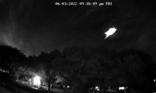 Southern flying squirrel by bobby923 (CC BY-NC 4.0) via iNaturalist photo showing a southern flying squirrel gliding through the night sky as captured by a trail camera