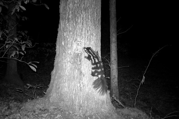 spotted skunk by Anthony Brais (CC BY-NC 4.0) via iNaturalist photo of a spotted skunk taken by a trail camera