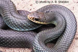 North American Blue Racer Eek Wisconsin