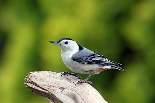 nut hatch bird