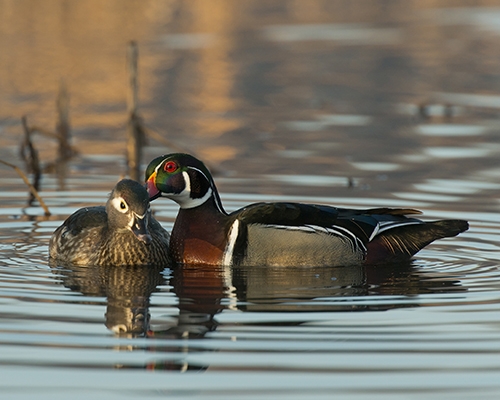 wood ducks favorite food