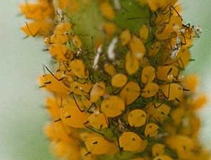 aphids milkweed wisconsin august