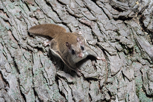 Flying fashion squirrel pet for near me