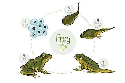 the frogs pond