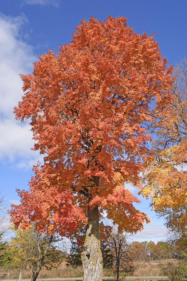 sugar maple trees for sale wisconsin