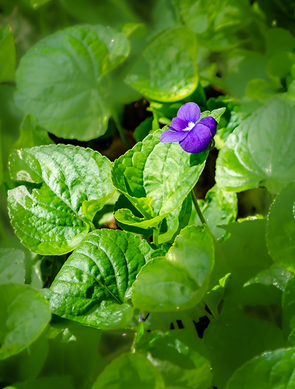 Wood Violet | EEK Wisconsin