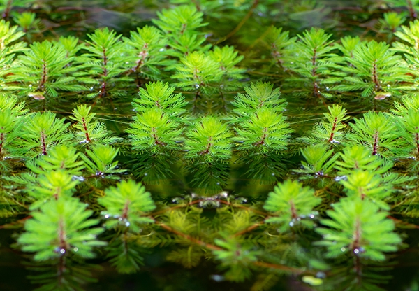 invasive-milfoil-found-in-rice-lake-free-apg-wi