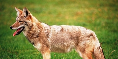 pueden un perro y un coyote aparearse