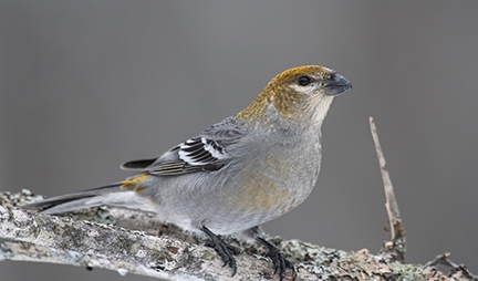 Pine Grosbeak | EEK WI