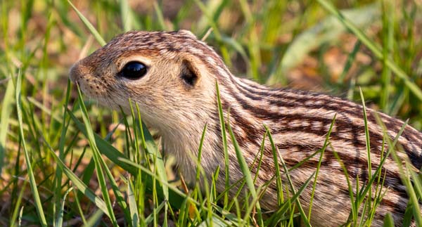 are prairie dogs the same as ground squirrels