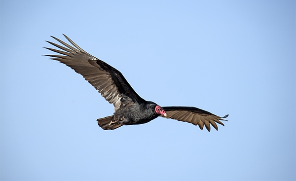 large birds that mostly eat carrion