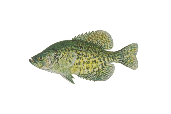 Crappie fish deals