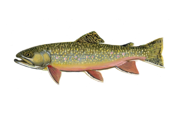 Brook store trout images