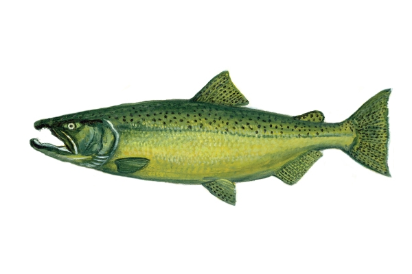 Top 5 Lake Michigan Coho Salmon Baits 