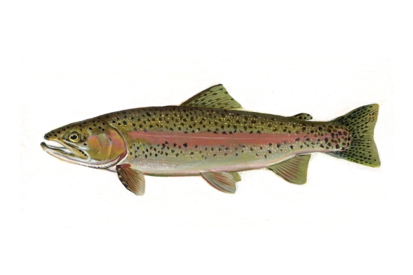 the difference between steelhead and rainbow trout