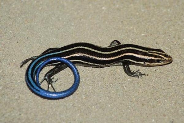 Five-lined Skink | EEK WI