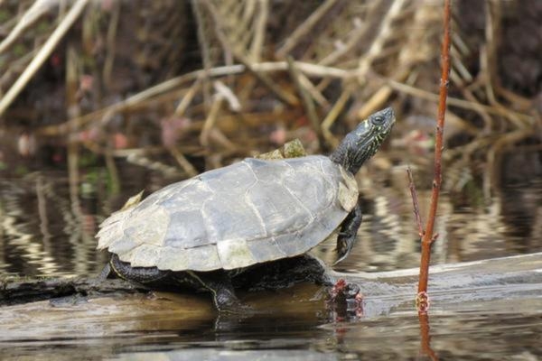 False Map Turtle EEK Wisconsin   Map False Drjohnsoidberg Cc By Nc 0 