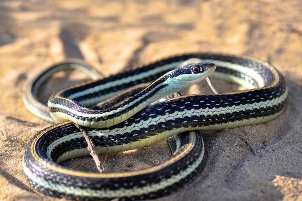 Eastern Ribbon Snake Poisonous