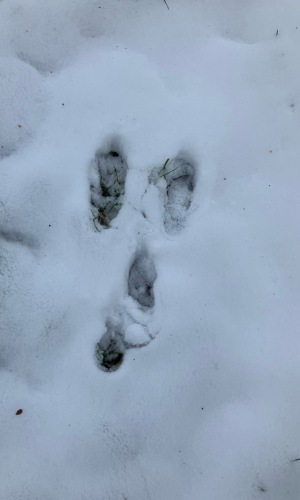 rabbit tracks by hidden hobbit (CC BY-NC 4.0) via iNaturalist photo of rabbit tracks in the snow--the rabbit is hopping toward the top of the screen--the big back foot tracks landed in front of the smaller front feet tracks