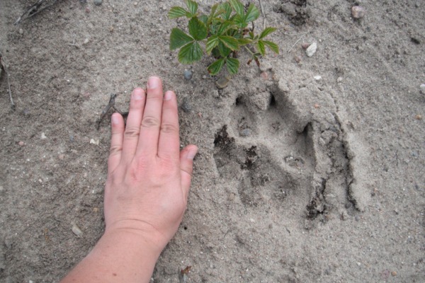 photo of wolf track by Katrina Smith (CC BY 4.0) via iNaturalist photo comparing an adult hand to the size of a wolf track