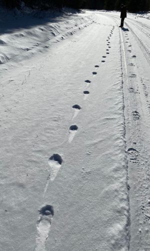 wolf tracks by Sam Jolly ( CC BY-NC 4.0) via iNaturalist photo of a nearly straight line of wolf tracks in the snow