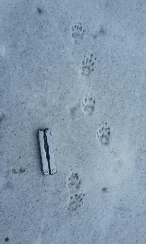 skunk tracks in the snow by tonyblake (CC0) via iNaturalist photo showing a diagonal line of skunk tracks in the snow