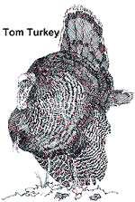 Tom Turkey