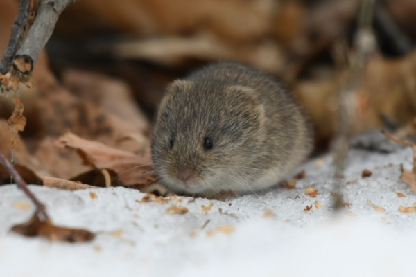 meadow vole by canuckamok (CC BY-NC 4.0) via iNaturalist photo of vole resting on the snow