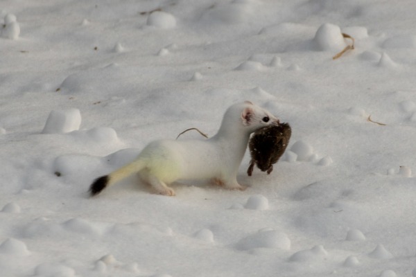 ermine with vole by jscushman (CC BY-NC 4.0) via iNaturalist photo of an ermine carrying a vole in its mouth