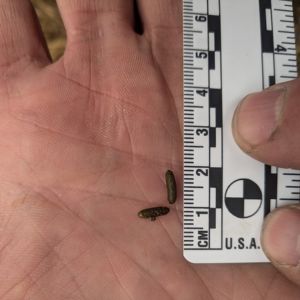 vole scat by Toronto Raptor (CC BY-NC 4.0) via iNaturalist photo of a vole's small black scat