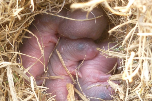 vole babies by Beth Mittermaier photo of naked, newborn voles in a grassy nest