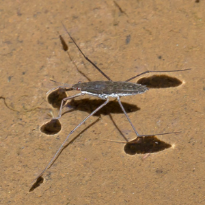 Water Strider on water, Photo Credit Roger Zimmermann
