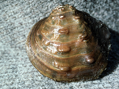 Winged Mapleleaf Mussel, Image Credit: Lisie Kitchel Winged Mapleleaf Mussel, Image Credit: Lisie Kitchel