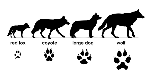 body size and track comparison between fox, coyote, dog, and wolf a graphic that shows the size relationship between red fox, coyote, large dog, and wolf bodies and tracks