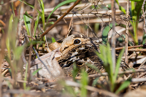 Woodcock