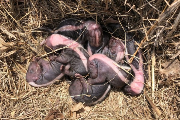 newborn skunks by sbnelsonid (CC BY-NC 4.0) via iNaturalist photo of newborn skunks showing they are nearly hairless but their skin shows black and white areas